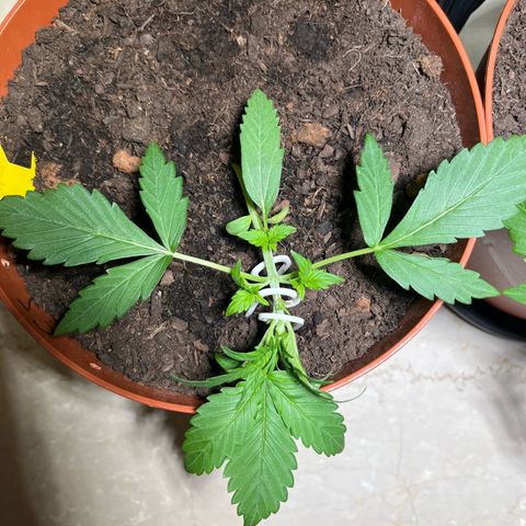 gorilla cookies auto - 9l plastic - herbsoil growlog photo: LST