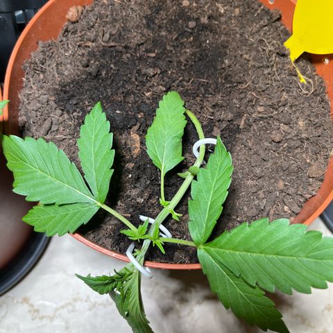 gorilla cookies auto - 9l plastic - herbsoil growlog photo: LST