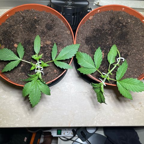 gorilla cookies auto - 9l plastic - herbsoil growlog photo: LST