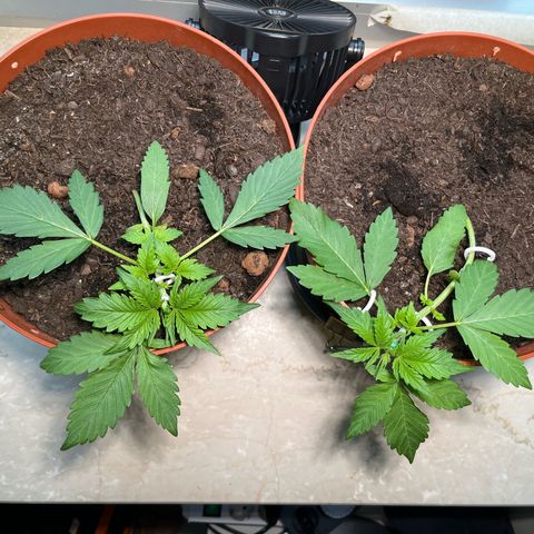 gorilla cookies auto - 9l plastic - herbsoil growlog timeline photo