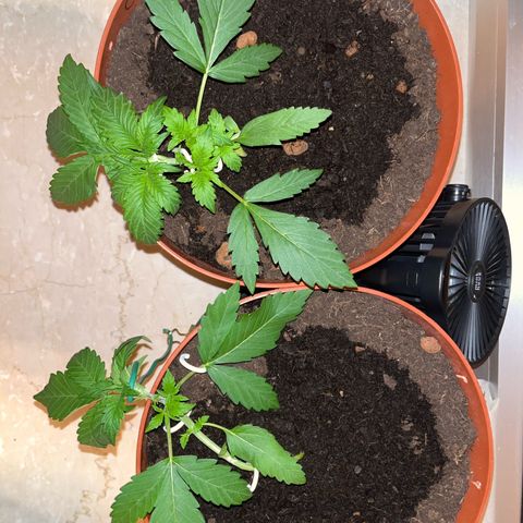 gorilla cookies auto - 9l plastic - herbsoil growlog timeline photo