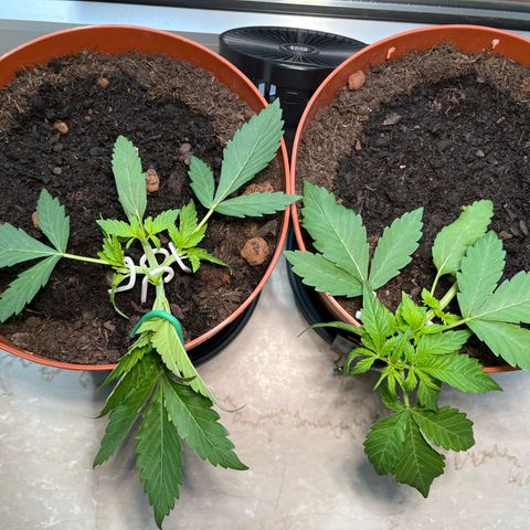 gorilla cookies auto - 9l plastic - herbsoil growlog photo: side branch first lst