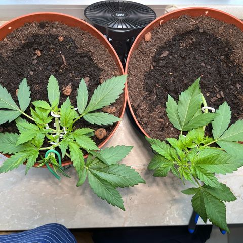 gorilla cookies auto - 9l plastic - herbsoil growlog timeline photo