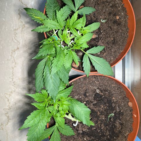 gorilla cookies auto - 9l plastic - herbsoil growlog timeline photo