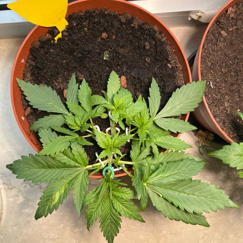 gorilla cookies auto - 9l plastic - herbsoil growlog timeline photo