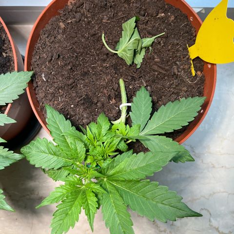 gorilla cookies auto - 9l plastic - herbsoil growlog timeline photo