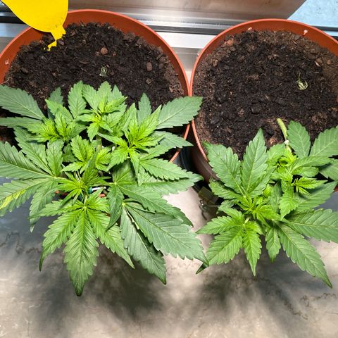 gorilla cookies auto - 9l plastic - herbsoil growlog timeline photo