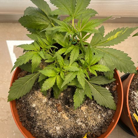 gorilla cookies auto - 9l plastic - herbsoil growlog timeline photo
