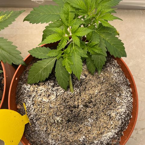 gorilla cookies auto - 9l plastic - herbsoil growlog timeline photo