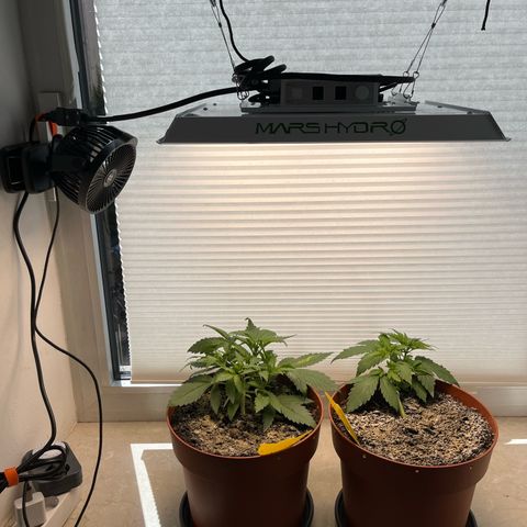 gorilla cookies auto - 9l plastic - herbsoil growlog timeline photo