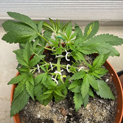 gorilla cookies auto - 9l plastic - herbsoil growlog timeline photo