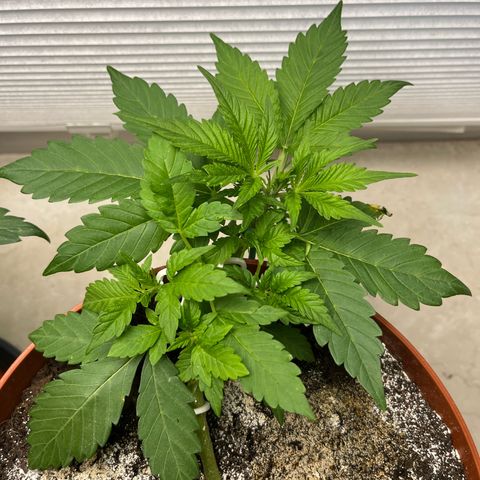 gorilla cookies auto - 9l plastic - herbsoil growlog timeline photo