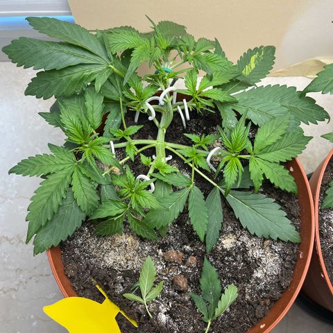 gorilla cookies auto - 9l plastic - herbsoil growlog timeline photo