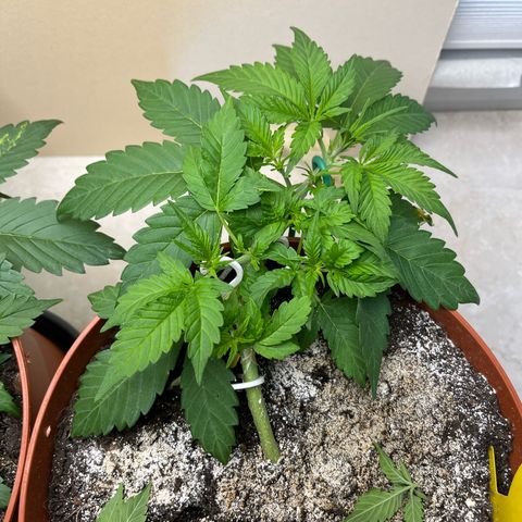 gorilla cookies auto - 9l plastic - herbsoil growlog timeline photo