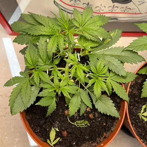 gorilla cookies auto - 9l plastic - herbsoil growlog timeline photo