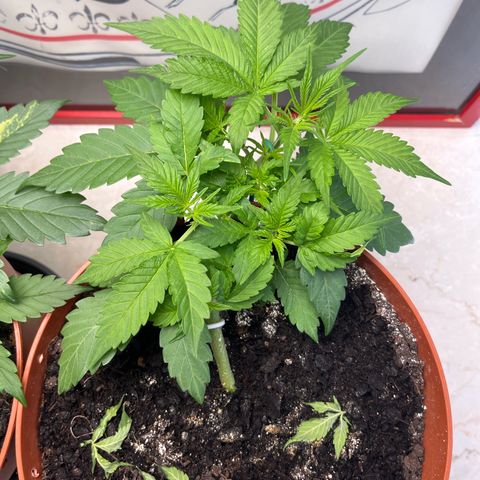 gorilla cookies auto - 9l plastic - herbsoil growlog timeline photo