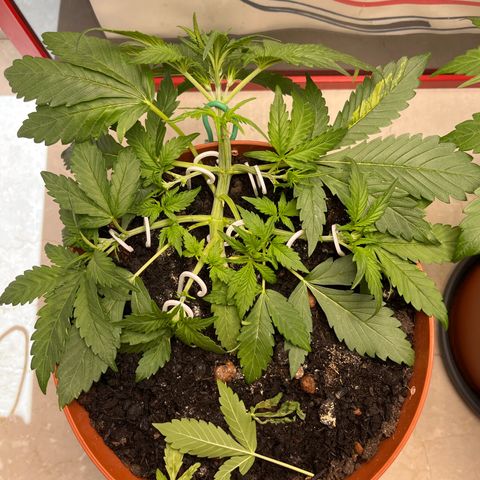 gorilla cookies auto - 9l plastic - herbsoil growlog timeline photo
