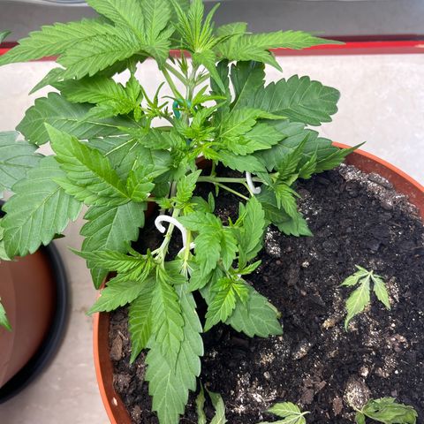 gorilla cookies auto - 9l plastic - herbsoil growlog timeline photo