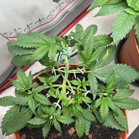 gorilla cookies auto - 9l plastic - herbsoil growlog timeline photo