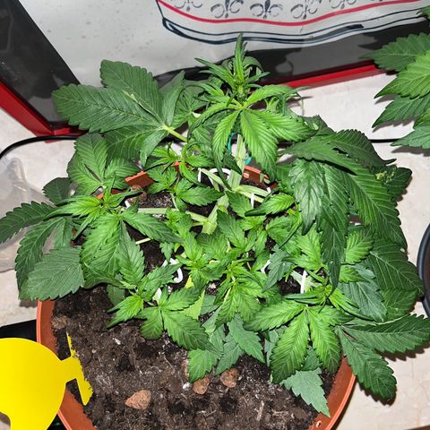 gorilla cookies auto - 9l plastic - herbsoil growlog timeline photo