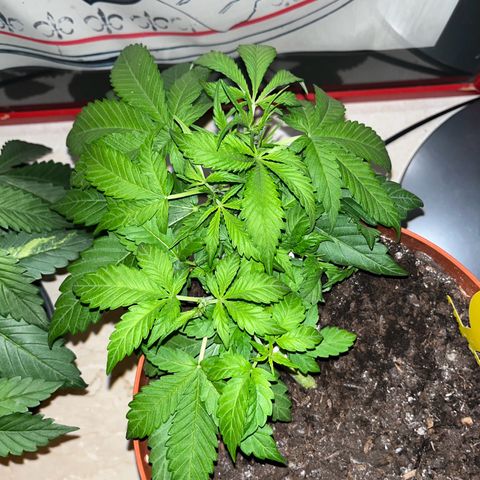 gorilla cookies auto - 9l plastic - herbsoil growlog timeline photo