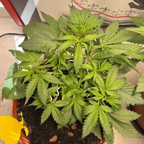 gorilla cookies auto - 9l plastic - herbsoil growlog timeline photo