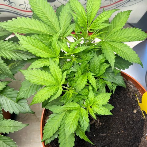 gorilla cookies auto - 9l plastic - herbsoil growlog timeline photo