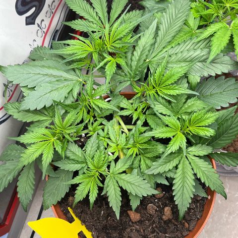 gorilla cookies auto - 9l plastic - herbsoil growlog timeline photo