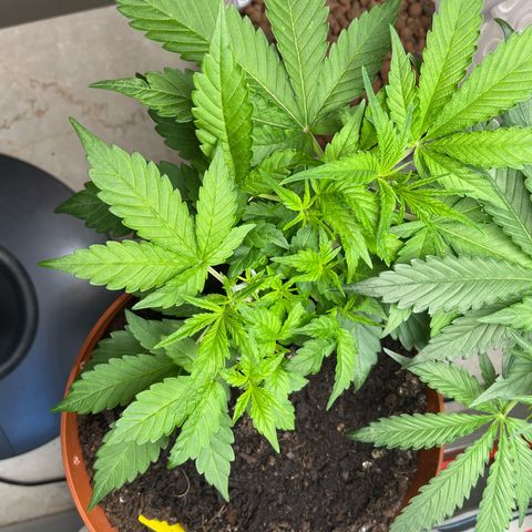 gorilla cookies auto - 9l plastic - herbsoil growlog timeline photo