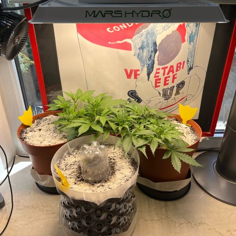gorilla cookies auto - 9l plastic - herbsoil growlog timeline photo