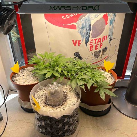 six shooter auto - 12l aero pod - light mix growlog timeline photo