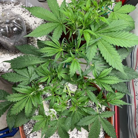 gorilla cookies auto - 9l plastic - herbsoil growlog timeline photo