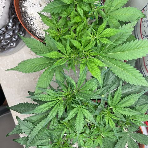 gorilla cookies auto - 9l plastic - herbsoil growlog timeline photo