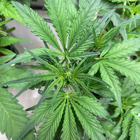 gorilla cookies auto - 9l plastic - herbsoil growlog timeline photo