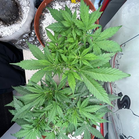 gorilla cookies auto - 9l plastic - herbsoil growlog timeline photo