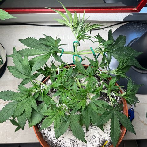 gorilla cookies auto - 9l plastic - herbsoil growlog photo: more LST
