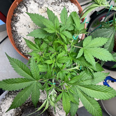 gorilla cookies auto - 9l plastic - herbsoil growlog photo: more LST 