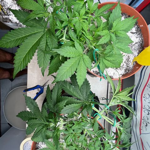gorilla cookies auto - 9l plastic - herbsoil growlog timeline photo
