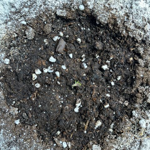 six shooter auto - 12l aero pod - light mix growlog photo: des popped out of soil 🥳