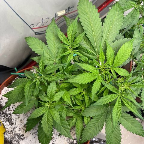 gorilla cookies auto - 9l plastic - herbsoil growlog timeline photo