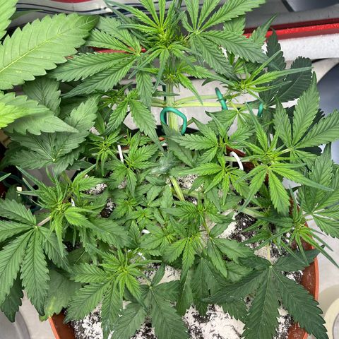 gorilla cookies auto - 9l plastic - herbsoil growlog timeline photo