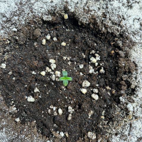 six shooter auto - 12l aero pod - light mix growlog timeline photo
