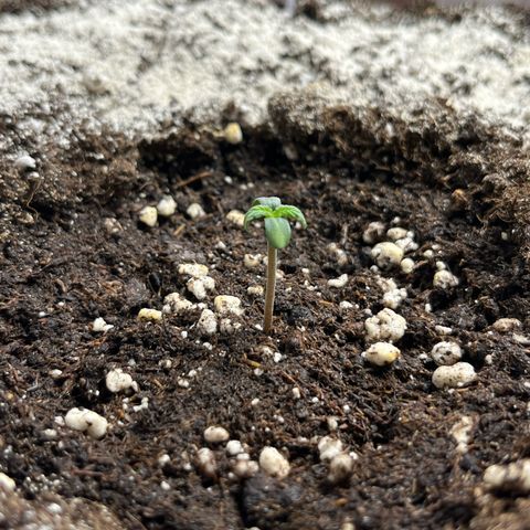 six shooter auto - 12l aero pod - light mix growlog timeline photo