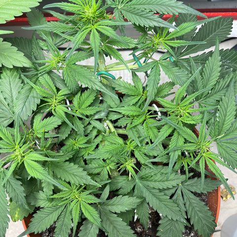 gorilla cookies auto - 9l plastic - herbsoil growlog timeline photo