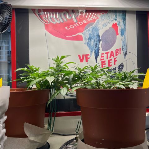 gorilla cookies auto - 9l plastic - herbsoil growlog timeline photo