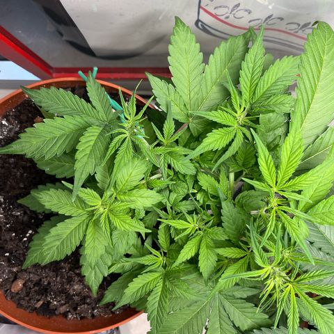 gorilla cookies auto - 9l plastic - herbsoil growlog timeline photo