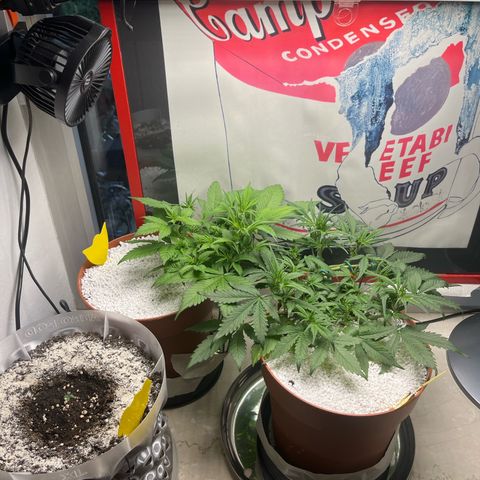 gorilla cookies auto - 9l plastic - herbsoil growlog timeline photo