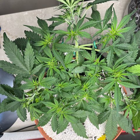 gorilla cookies auto - 9l plastic - herbsoil growlog photo: last little training i believe