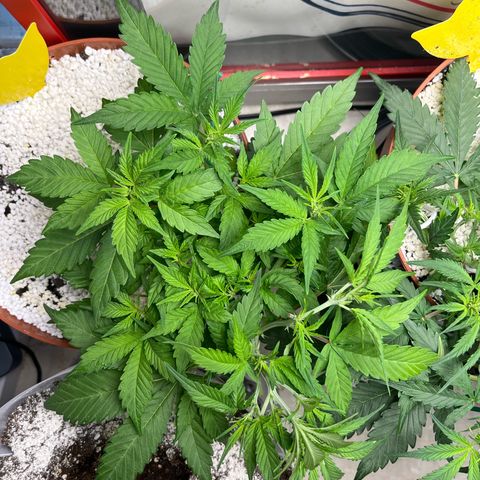 gorilla cookies auto - 9l plastic - herbsoil growlog timeline photo