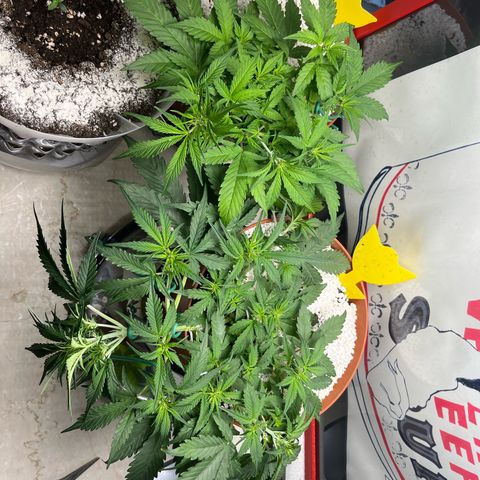 gorilla cookies auto - 9l plastic - herbsoil growlog timeline photo